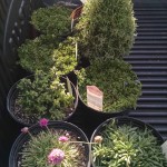 20160322 Truck Bed o' Plants