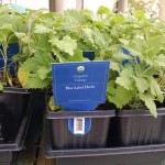 20160401 Organic herbs at Whole Foods Market