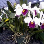 3/20/2009 Orchids at Gunther's (4) 3/20/2009 Orchids at Gunther's (4)