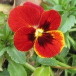 1/23/2011 Penny Red Blotch Viola 1/23/2011 Penny Red Blotch Viola or some other cultivar?