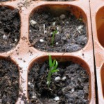 1/20/11 Thai Chili Seedlings 1/20/11 Thai Chili Seedlings 10 days after sowing