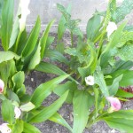 5/27/2011 Jim's Callas 1 5/27/2011 Jim's Callas 1
