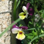 5/28/2011 Pansies growing between the stonework 5/28/2011 Pansies growing between the stonework