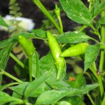 6/11/2011 Thai Chili Peppers fruiting (2) 6/11/2011 Thai Chili Peppers fruiting (2)