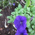 6/11/2011 Easy Wave Blue Petunias 6/11/2011 Easy Wave Blue Petunias