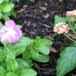 6/11/2011 Vinca and Confetti Lantana