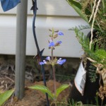 7/13/2011 First Sinaloa sage blooms (4) 7/13/2011 First Sinaloa sage blooms (4)