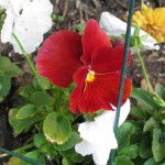 10/24/2011 A pretty clear red pansy 10/24/2011 A pretty clear red pansy