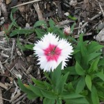 10/24/2011 Valentine dianthus in fall bloom 10/24/2011 Valentine dianthus in fall bloom