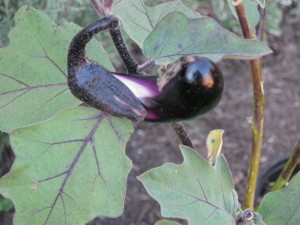 10/24/2011 Two inch fruit on chinese eggplant 10/24/2011 Two inch fruit on chinese eggplant