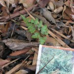 10/24/2011 Surprise Japanese painted fern 10/24/2011 Surprise Japanese painted fern