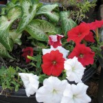 10/24/2011 White Delight Caladium and Easy Wave Petunias 10/24/2011 White Delight Caladium and Easy Wave Petunias