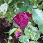 10/28/2011 Roses, Salvia, etc (5) 10/28/2011 Roses, Salvia, etc (5)