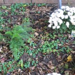 10/28/2011 Roses, Salvia, etc (7) 10/28/2011 Roses, Salvia, etc (7)