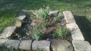 10/30/2011 Kathy's Salvia Bed 10/30/2011 Kathy's Salvia Bed
