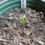 11/5/2011 Hosta Wide Brim emerging foliage 11/5/2011 Hosta Wide Brim emerging foliage