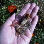 11/5/2011 Durango Marigold Red seeds collected 11/5/2011 Durango Marigold Red seeds collected