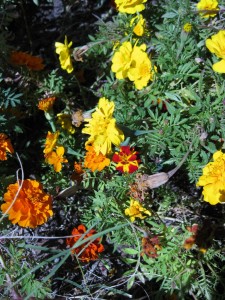 11/5/2011 Durango Bolero marigold among the Outback mix 11/5/2011 Durango Bolero marigold among the Outback mix