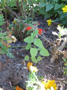 11/5/2011 A new Lady in Red salvia coccinea from dropped seed 11/5/2011 A new Lady in Red salvia coccinea from dropped seed