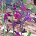3/29/2012 Salvias and Azaleas (4) 3/29/2012 Salvias and Azaleas (4)