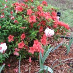3/29/2012 Salvias and Azaleas (14) 3/29/2012 Salvias and Azaleas (14)