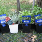 3/27/2012 March New Plants (1) 3/27/2012 March New Plants (1)