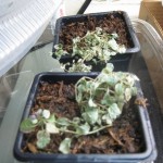 3/4/2013 March Blooms and New Plantings (4)
