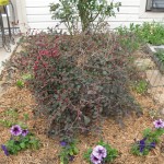 3/4/2013 March Blooms and New Plantings (9)