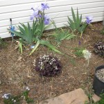 3/4/2013 March Blooms and New Plantings (13)