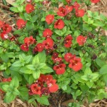 3/4/2013 March Blooms and New Plantings (17)