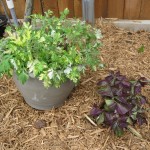 3/4/2013 March Blooms and New Plantings (18)