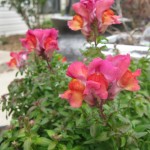 3/4/2013 March Blooms and New Plantings (20)