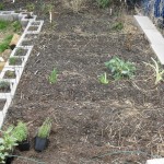 3/4/2013 March Blooms and New Plantings (24)