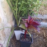 20160402 Celosia and Dracaena